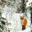 Как звери зимой в лесу живут