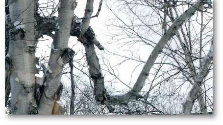 Виртуальная фотовыставка "Причуды камчатского леса"